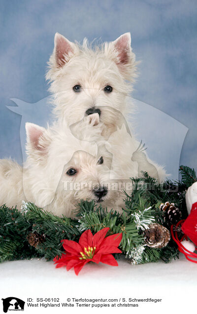 West Highland White Terrier Welpen zu Weihnachten / West Highland White Terrier puppies at christmas / SS-06102