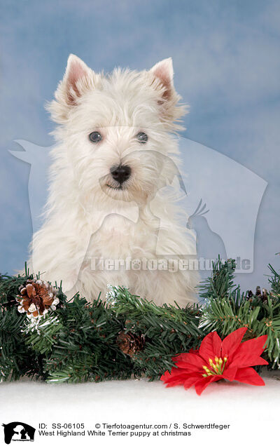 West Highland White Terrier Welpe zu Weihnachten / West Highland White Terrier puppy at christmas / SS-06105