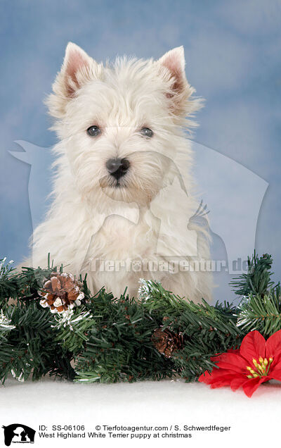 West Highland White Terrier Welpe zu Weihnachten / West Highland White Terrier puppy at christmas / SS-06106