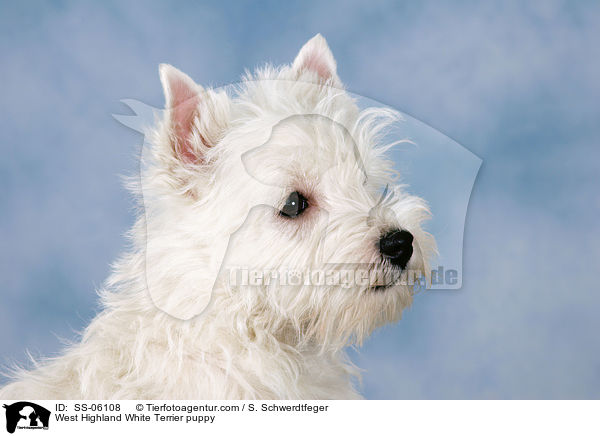 West Highland White Terrier Welpe / West Highland White Terrier puppy / SS-06108