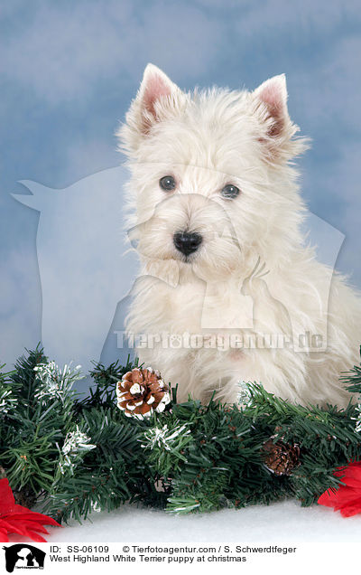 West Highland White Terrier Welpe zu Weihnachten / West Highland White Terrier puppy at christmas / SS-06109