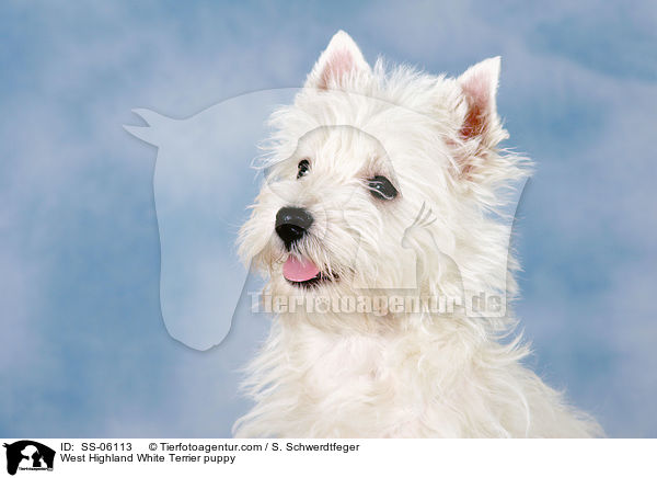 West Highland White Terrier puppy / SS-06113