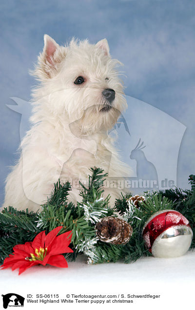 West Highland White Terrier Welpe zu Weihnachten / West Highland White Terrier puppy at christmas / SS-06115