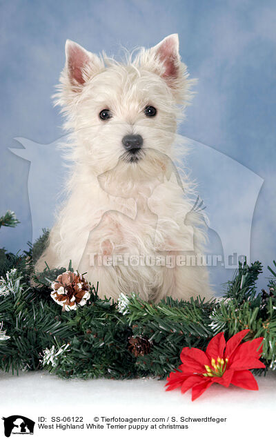 West Highland White Terrier Welpe zu Weihnachten / West Highland White Terrier puppy at christmas / SS-06122