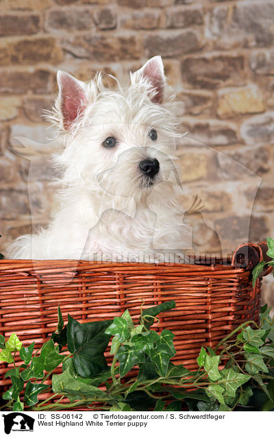 West Highland White Terrier Welpe / West Highland White Terrier puppy / SS-06142