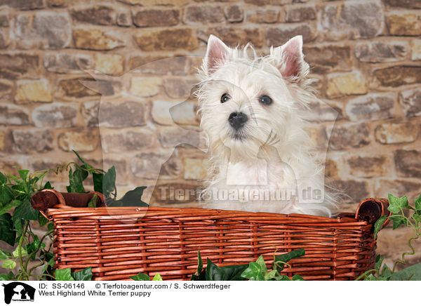 West Highland White Terrier Welpe / West Highland White Terrier puppy / SS-06146