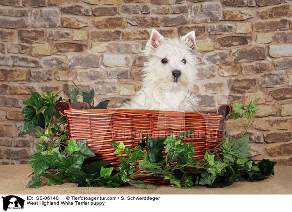 West Highland White Terrier Welpe / West Highland White Terrier puppy / SS-06148