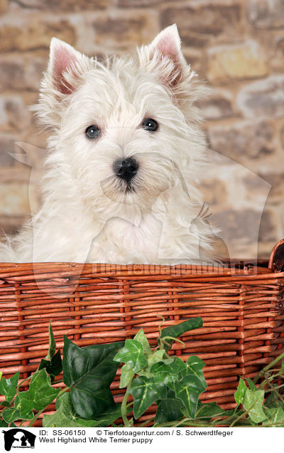 West Highland White Terrier Welpe / West Highland White Terrier puppy / SS-06150