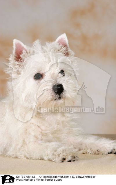 West Highland White Terrier Welpe / West Highland White Terrier puppy / SS-06152