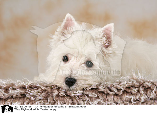 West Highland White Terrier Welpe / West Highland White Terrier puppy / SS-06156