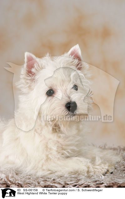 West Highland White Terrier Welpe / West Highland White Terrier puppy / SS-06158