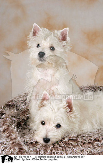 West Highland White Terrier Welpen / West Highland White Terrier puppies / SS-06167