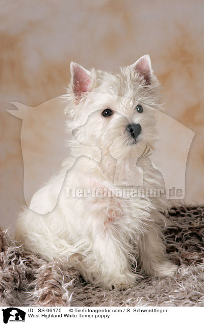 West Highland White Terrier Welpe / West Highland White Terrier puppy / SS-06170