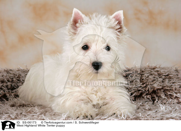 West Highland White Terrier Welpe / West Highland White Terrier puppy / SS-06173