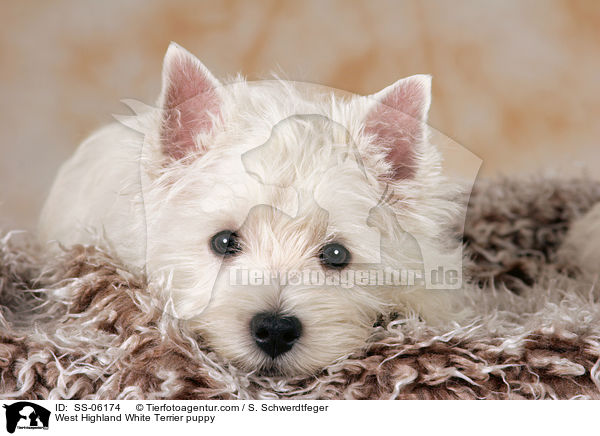 West Highland White Terrier Welpe / West Highland White Terrier puppy / SS-06174