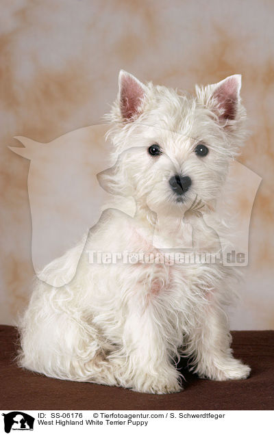 West Highland White Terrier Welpe / West Highland White Terrier Puppy / SS-06176