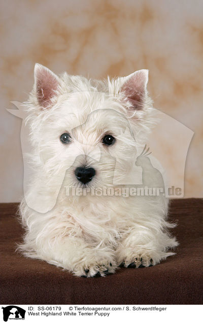 West Highland White Terrier Welpe / West Highland White Terrier Puppy / SS-06179