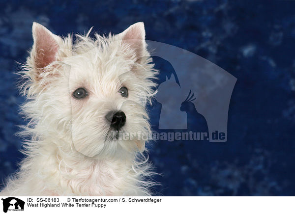 West Highland White Terrier Welpe / West Highland White Terrier Puppy / SS-06183