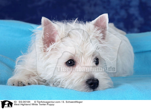 West Highland White Terrier Welpe / West Highland White Terrier Puppy / SS-06184