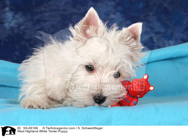 West Highland White Terrier Welpe / West Highland White Terrier Puppy / SS-06188