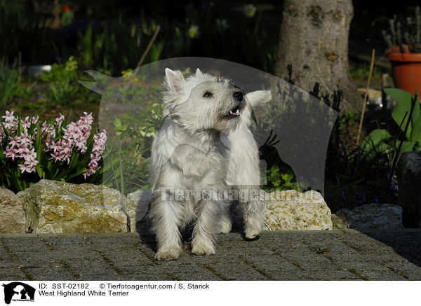 West Highland White Terrier / West Highland White Terrier / SST-02182