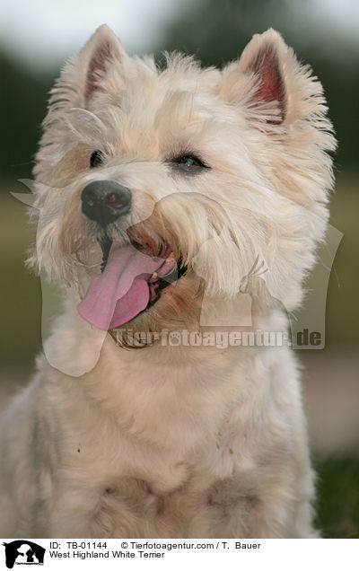 West Highland White Terrier / TB-01144