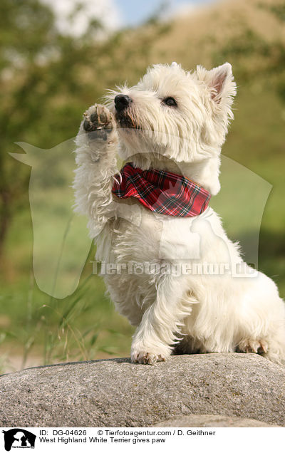 West Highland White Terrier gives paw / DG-04626