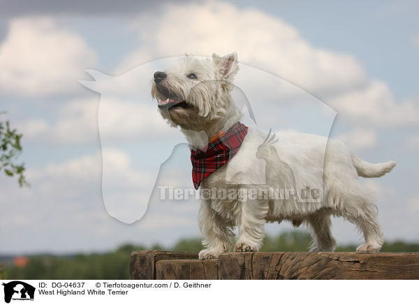 West Highland White Terrier / West Highland White Terrier / DG-04637