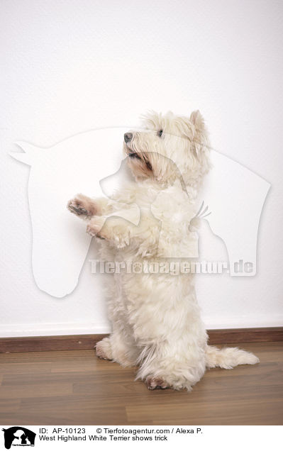 West Highland White Terrier macht Mnnchen / West Highland White Terrier shows trick / AP-10123