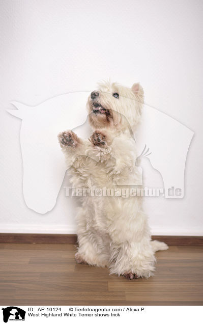 West Highland White Terrier macht Mnnchen / West Highland White Terrier shows trick / AP-10124