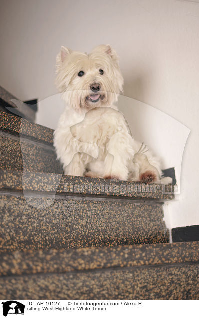 sitting West Highland White Terrier / AP-10127