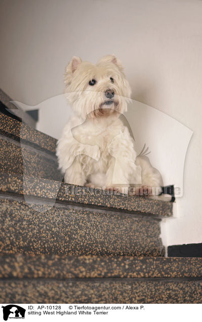 sitzender West Highland White Terrier / sitting West Highland White Terrier / AP-10128