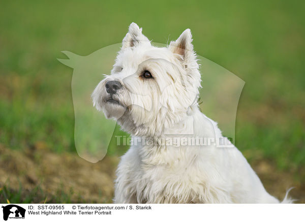 West Highland White Terrier Portrait / SST-09565