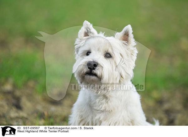 West Highland White Terrier Portrait / SST-09567