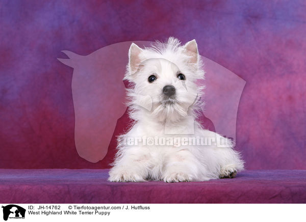 West Highland White Terrier Welpe / West Highland White Terrier Puppy / JH-14762