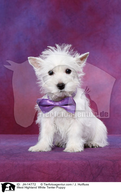 West Highland White Terrier Puppy / JH-14772
