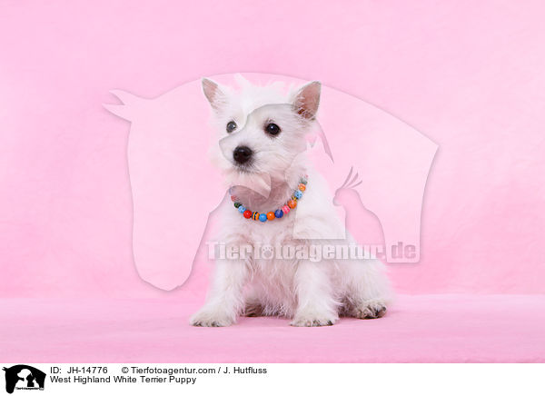 West Highland White Terrier Welpe / West Highland White Terrier Puppy / JH-14776