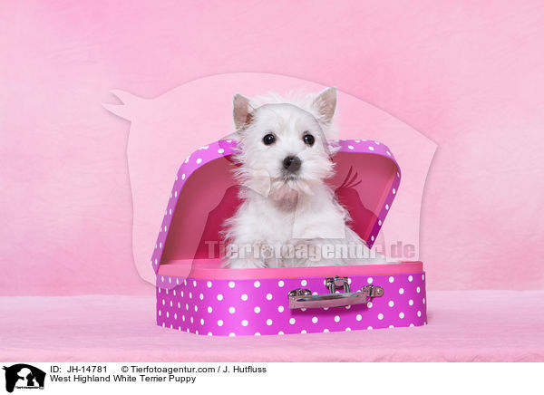 West Highland White Terrier Welpe / West Highland White Terrier Puppy / JH-14781