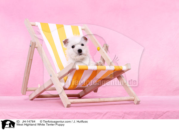 West Highland White Terrier Welpe / West Highland White Terrier Puppy / JH-14784