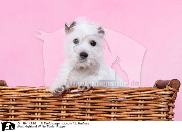 West Highland White Terrier Welpe / West Highland White Terrier Puppy / JH-14786
