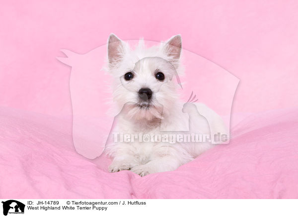 West Highland White Terrier Puppy / JH-14789