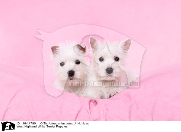 West Highland White Terrier Puppies / JH-14790