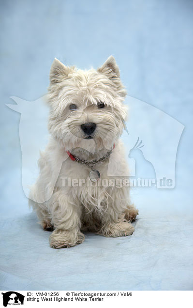 sitzender West Highland White Terrier / sitting West Highland White Terrier / VM-01256