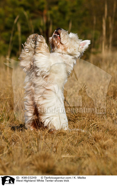 West Highland White Terrier macht Mnnchen / West Highland White Terrier shows trick / KMI-03249