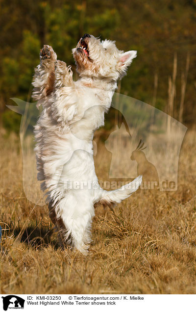 West Highland White Terrier macht Mnnchen / West Highland White Terrier shows trick / KMI-03250