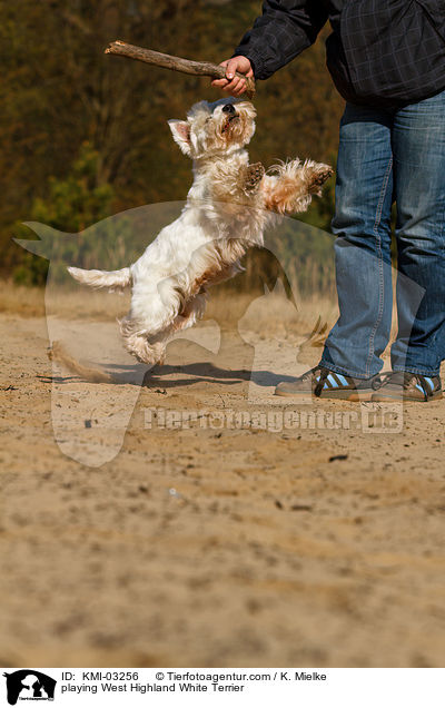 spielender West Highland White Terrier / playing West Highland White Terrier / KMI-03256