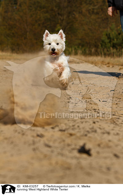 rennender West Highland White Terrier / running West Highland White Terrier / KMI-03257