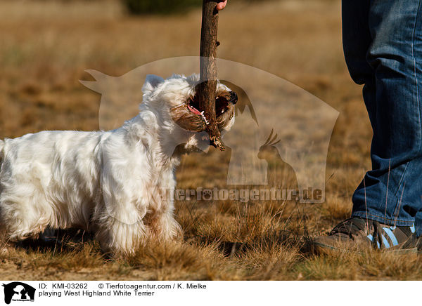 spielender West Highland White Terrier / playing West Highland White Terrier / KMI-03262