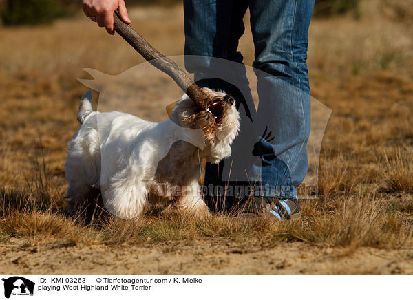 spielender West Highland White Terrier / playing West Highland White Terrier / KMI-03263