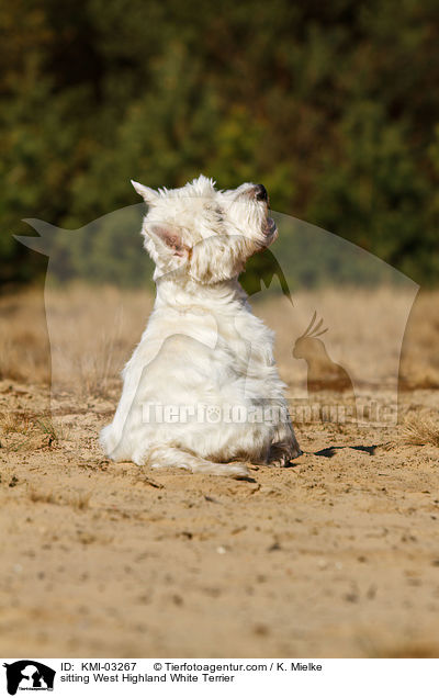 sitzender West Highland White Terrier / sitting West Highland White Terrier / KMI-03267